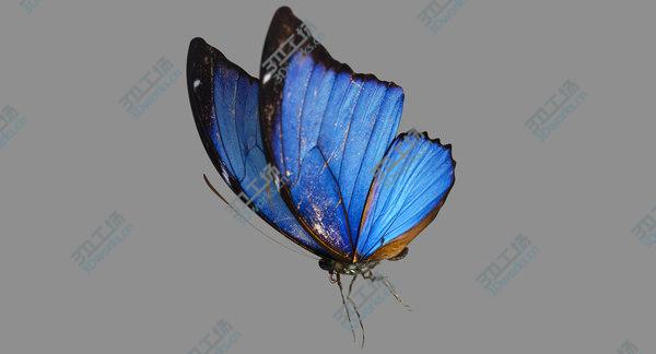 images/goods_img/20210312/3D Blue Morpho Butterfly model/2.jpg